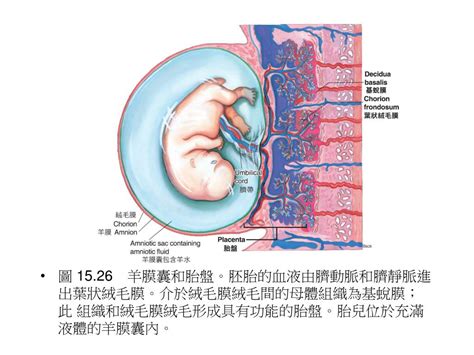 臍靜脈充氧血|臍靜脈:概述,胎兒的血液循環：,